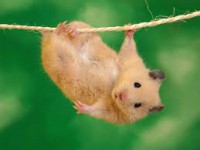 /album/cotilleos/hamster-6-jpg/